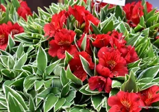 Alstroemeria Colorita Katiana from Royal Van Zanten was, according to Nico Laan, the company's Sales Manager, one of the most photographed products at their booth. Accroding to Nico, the variegated leaf is what makes this variety so special.